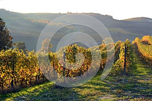 View on colorful vineyards of Langhe Roero Monferrato, UNESCO World Heritage in Piedmont, Italy. in autumn season