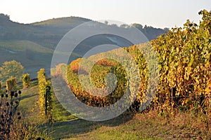 View on colorful vineyards of Langhe Roero Monferrato, UNESCO World Heritage in Piedmont, Italy. in autumn season