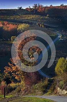 View on colorful vineyards of Langhe Roero Monferrato, UNESCO World Heritage in Piedmont, Italy in autumn season