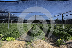 A view of commercially grown Ginseng