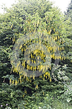 A view of common laburnum tree