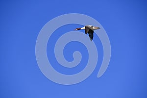 A view of Common merganser flying in the air.