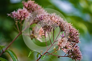 View of a Common Milkweed Gone to Seed