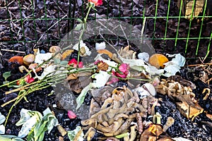 View into a compost bin with different compostable waste