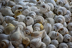 Selective focused view of conch or shankh in an Indian holy and pious market