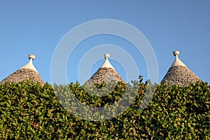 View of the conical dry stone roofs of a group of trulli houses behind a hedge outside Alberobello In Puglia Italy