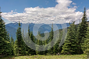 View of coniferous trees on a slope and mountains in Olympic National Park, Olympic Peninsula, Washington State US