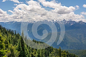 View of coniferous trees on a slope and mountains in Olympic National Park, Olympic Peninsula, Washington State US