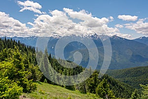 View of coniferous trees on a slope and mountains in Olympic National Park, Olympic Peninsula, Washington State US