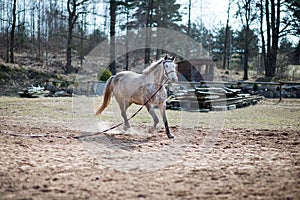 View of a Connemara pony running in the field while tied with a rope - horse training