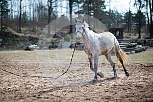 View of a Connemara pony running in the field while tied with a rope - horse training