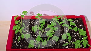 View of a container with tomato seed germination for planting