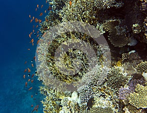 View of coral reef in Sharm El Sheik