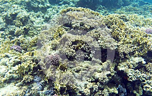 View of coral reef in Sharm El Sheik