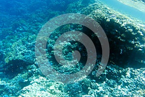 View of coral reef in Sharm El Sheik