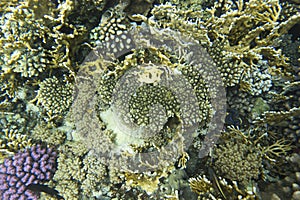 View of coral reef in Sharm El Sheik