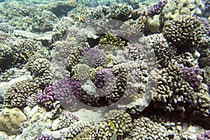 View of coral reef in Sharm El Sheik