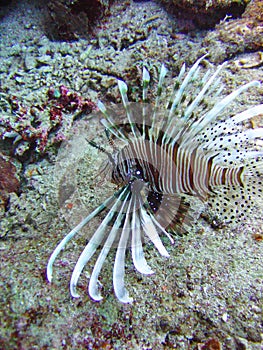 View of the corals and Devil firefish in the Red Sea