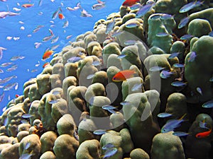 View of the corals, Picnic seabream and Anthias fish in the Red Sea