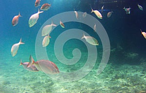 View of the corals and Picnic seabream in the Red Sea