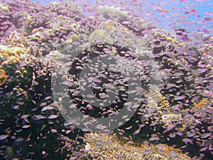 View of the corals and Picnic seabream in the Red Sea