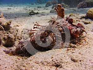 View of the corals and Tassled scorpionfish in the Red Sea