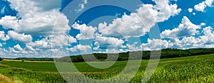 View of a corn field. Cherkasy region, Ukraine