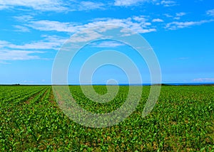 View of a corn field growing up