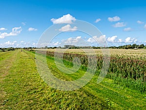 View of corn field, maize, in polder and lighthouse from dike on Schiermonnikoog, Netherlands photo