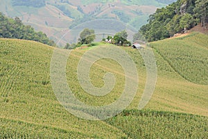 View of the corn field on the mountain