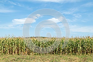 A view of a corn field plantation with a blue sky background. Green corn field. Corn plantation