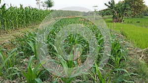 view of corn trees in the field,natural