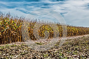 View of cornfield farmland, sky with clouds as background photo