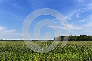 View of a cornfield in a rural area of the Mississippi State