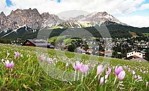 View from Cortina d Ampezzo, meadow with saffrons