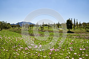 View of cosmos field on a sunny day at a park