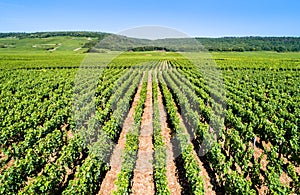 View of Cote de Nuits vineyards in Burgundy, France photo