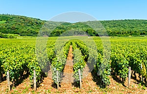 View of Cote de Nuits vineyards in Burgundy, France photo