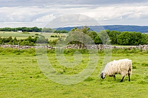 View of the Cotswolds from Cleeve Hill near Cheltenham.