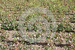View of a cotton field.