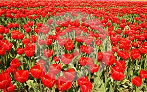View on countless bright red tulips on field of german cultivation farm with countless tulips - Grevenbroich, Germany