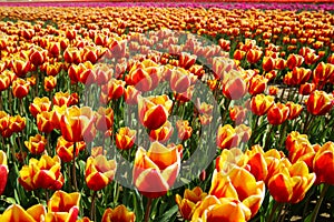 View on countless bright red, yellow and orange tulips on field of german cultivation farm with countless tulips - Grevenbroich,