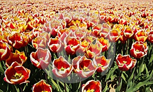 View on countless bright red, yellow and white tulips on field of german cultivation farm with countless tulips - Grevenbroich,