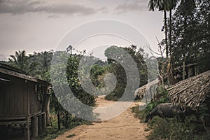 View of country dirt road with wooden hut and buffalo , still life