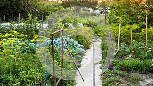 View of country garden at summer sunset