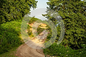 The view of countryside dirt road with alder trees