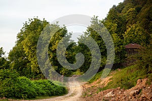 The view of countryside dirt road with alder trees