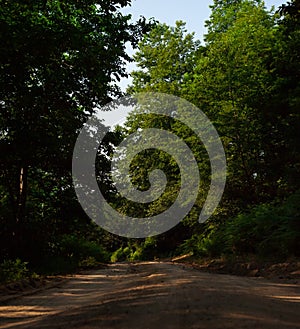 The view of countryside dirt road with alder trees