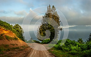 The view of countryside dirt road with alder trees