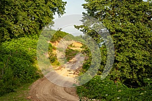 The view of countryside dirt road with alder trees photo